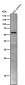 Anti-SPHK1 Monoclonal Antibody